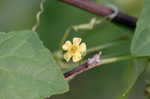 Creeping cucumber